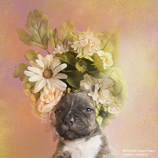sophie-flower-pup-one