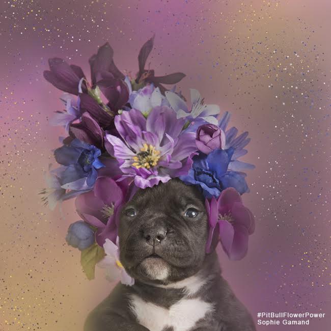 sophie-flower-pup-two